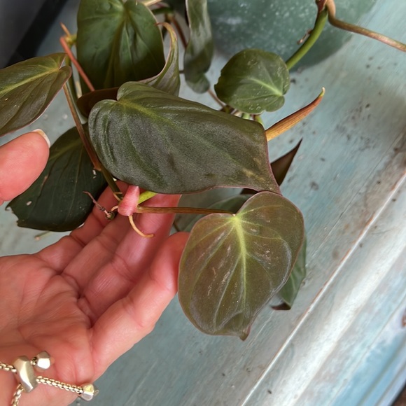 Philodendron Mican’s 6 inch pot - Picture 3 of 4